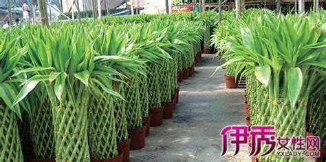 14數字 富貴竹種植